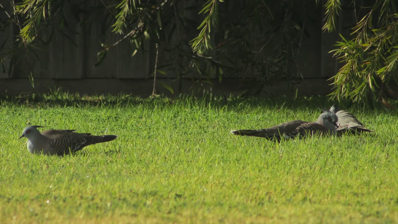 Crested Pigeons Sitting Down In Garden Sunny Daytime Australia, Victoria, Maffra, Gippsland
