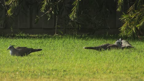 crested pigeons sitting down in garden sunny daytime australia, victoria, maffra, gippsland