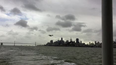 a bird flies low over the san francisco bay following a ferry boat on a dull grey day
