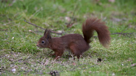 a red squirrel feeding on the grass