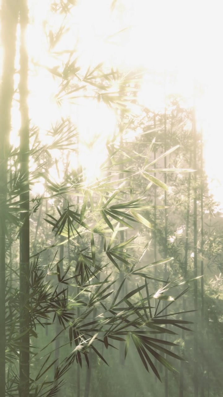 La luce del sole filtra attraverso le foglie di bambù in una foresta al mattino presto.