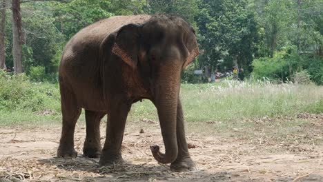 Indischer-Elefant-Schwingt-Seinen-Kopf-In-Einem-Elefantenlager-In-Asien,-Thailand