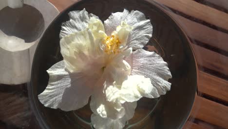 a relaxing image of a white hibiscus flower floating in water which can be used for spa, yoga, or meditation videos