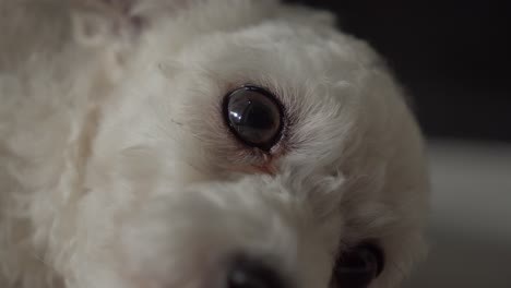 white dog resting on ground, eventually standing up