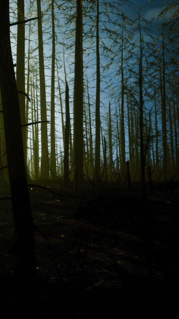 Forest area with trees after fire showing remaining trunks and light