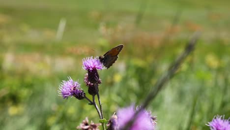 butterfly interacting with purple flower in nature