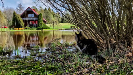 maine coon feline cat pet outdoor nature water lake pond outdoor log cabin cesis latvia