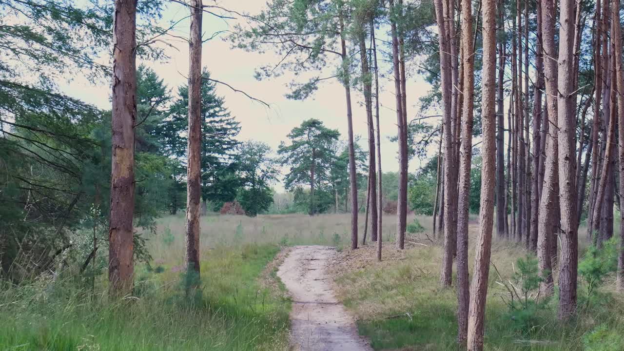 A path through a forest of trees