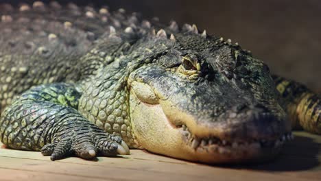 mean-alligator-sun-tanning-on-a-dock