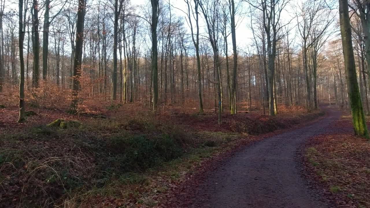 Panning view towards wood trail with sun shining through trees during beautiful cold winter day.