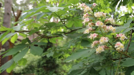 chestnut tree blossoms in spring