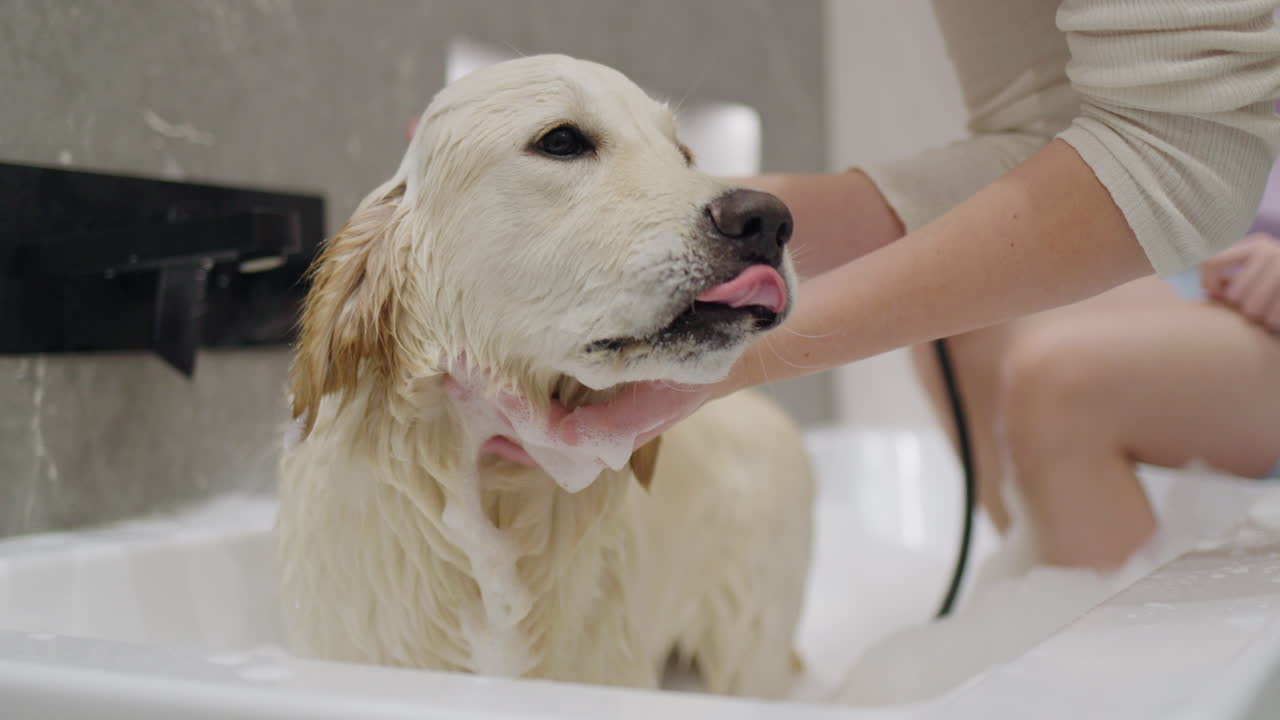 hora del baño del golden retriever