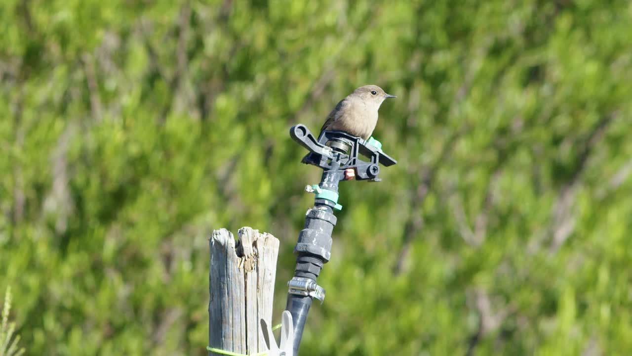 A little Mossie Bird diving off of a sprinkler head in slow motion 1080p with green background blurred out of focus