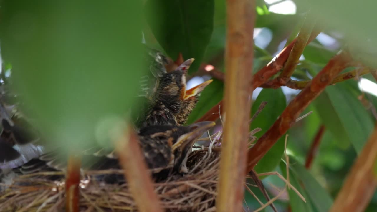 A robin chick sits in a nest within a large bush