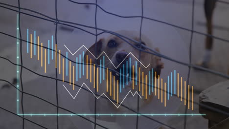 shelter dog wearing elizabethan cone collar standing behind fence while data bars animating overlay