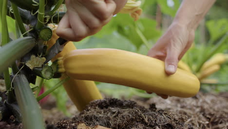 Organic-yellow-zucchini-squash,-courgette,-harvested-with-knife