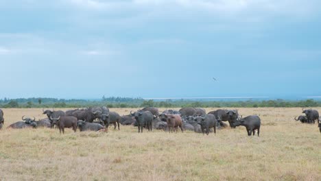 manada de búfalos africanos, reserva nacional masai mara