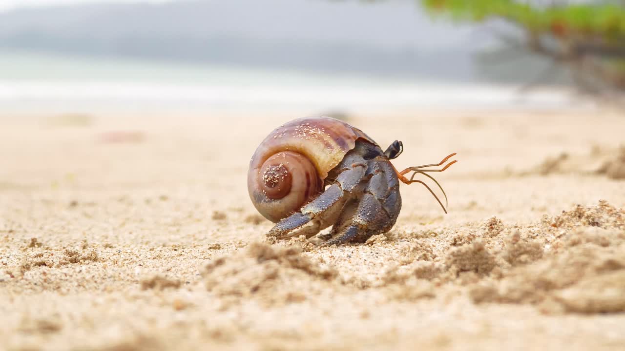 해변에서 소라 게