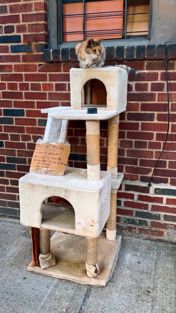 Un gatto gioca su una struttura da arrampicata all'esterno di un edificio. Un gatto è seduto su una struttura da arrampicata vicino a un muro di mattoni in Messico.