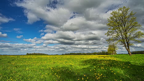 Increíble-Lapso-De-Tiempo-De-Un-Campo-Florido-Amarillo-Con-Nubes-Moviéndose-En-El-Cielo-Azul-Y-Dejando-Que-El-Sol-Arda-Lentamente-A-Través-De-Las-Nubes