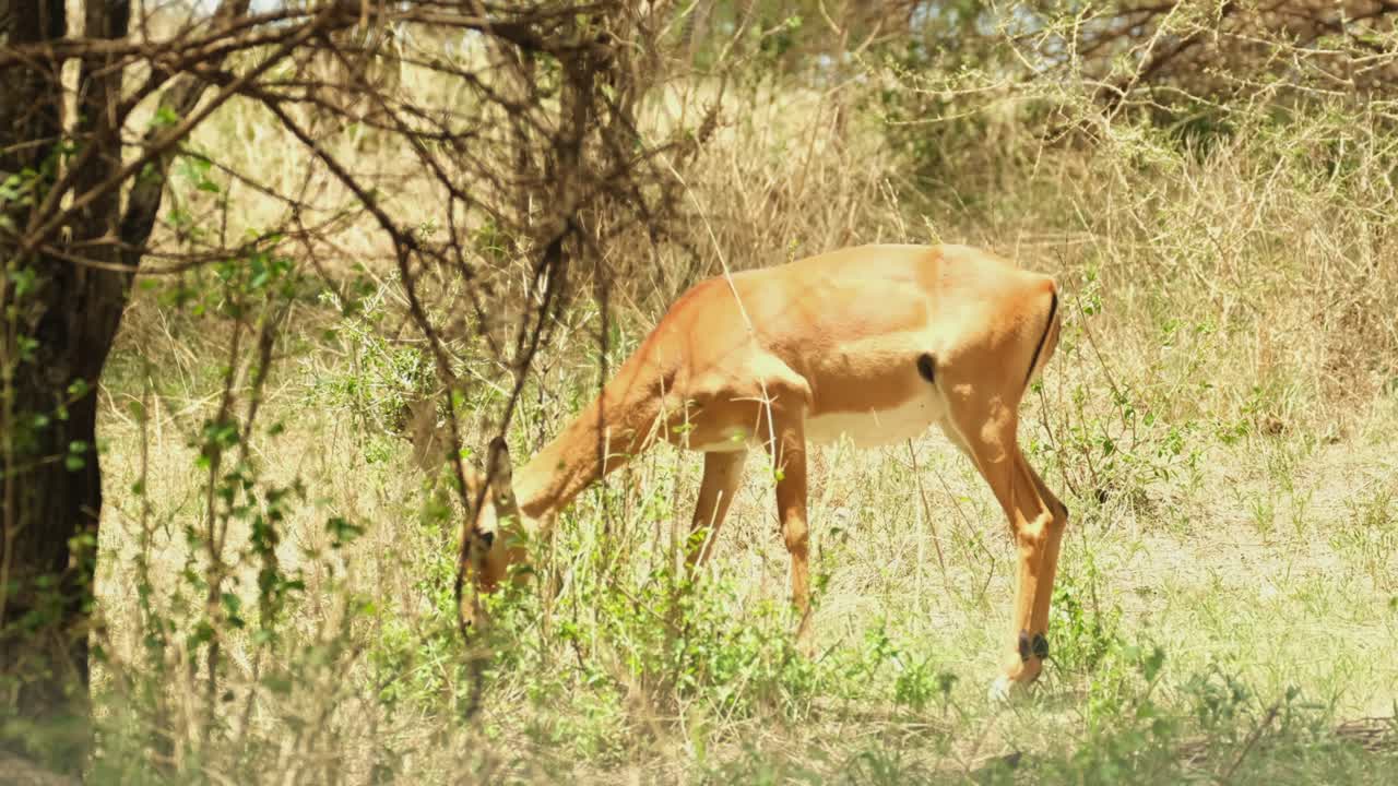 A graceful Impala antelope grazes in a meadow of the African savannah