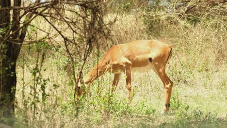 a graceful impala antelope grazes in a meadow of the african savannah