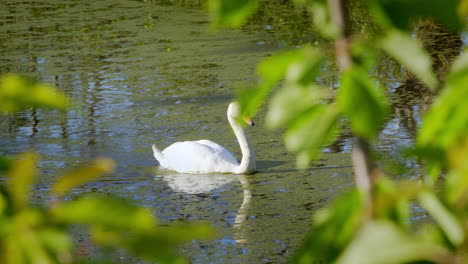 Eleganter-Weißer-Schwan,-Der-An-Einem-Sommertag-Großartig-Auf-Dem-Wasser-Eines-Teiches-Schwimmt-–-Gefilmt-In-4K