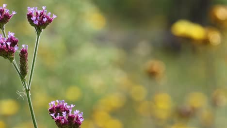 flores silvestres púrpuras y amarillas balanceándose suavemente