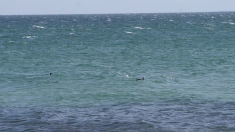 Grebes-float-on-the-waves-of-the-North-Sea