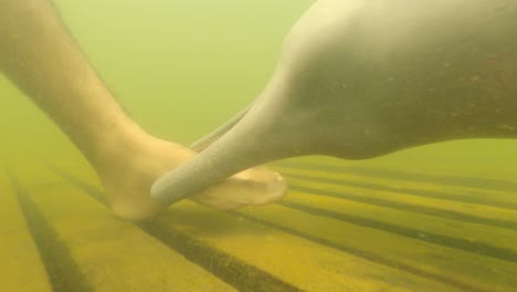 baby river dolphins playing with bather's foot