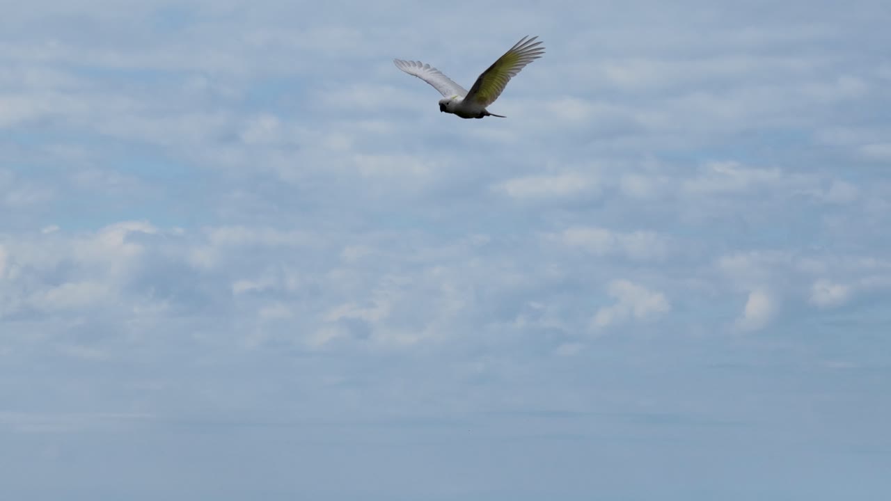Aerial view of sulphur-crested cockatoos flying gracefully against a clear sky in Port Douglas, Australia