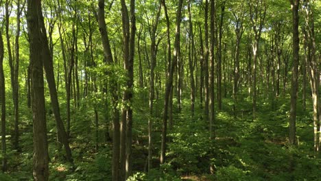 slight wind blowing in leaves in forest seen in aerial sideway moving shot