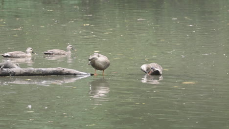 a fixed shot of eastern spot-billed ducks swimming and preening in a pool