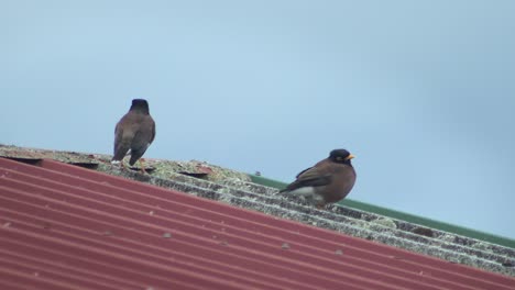 Two-Common-Indian-Myna-Birds-Perched-On-Metal-Roof-Australia-Gippsland-Victoria-Maffra-Windy