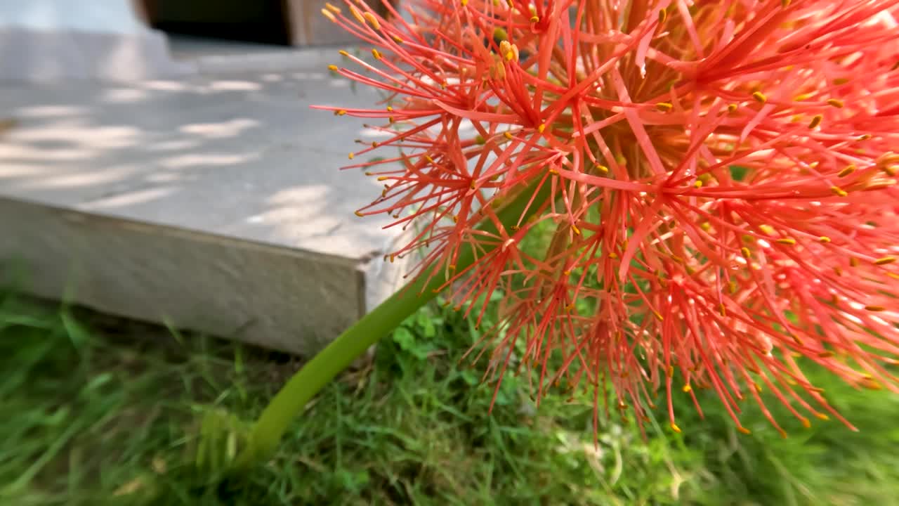 꽃이 피는 스카도쿠스 식물, 은 공 모양, 약한 녹색 줄기
