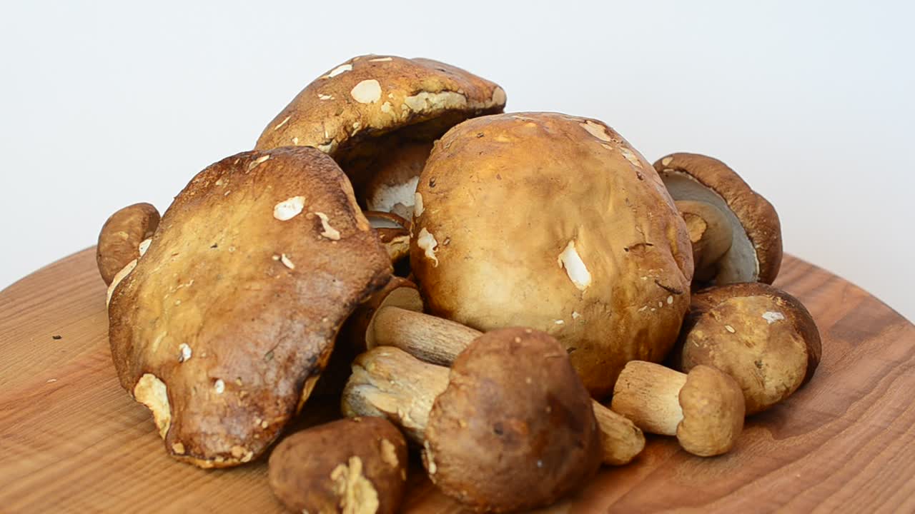 Boletus edulis. Svampar. Fotografering av skogssvamp.