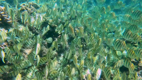 large school of convict tang swim in tropical waters along coral reef