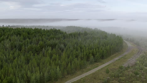 an aerial view of fir trees in the morning mist and a road leading between them