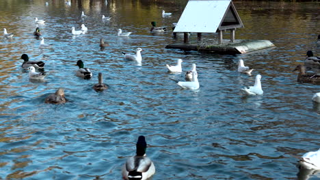 mallard ducks and black-headed gulls swimming together on tranquil lake in oliwski park, gdańsk, poland