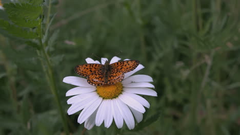 butterfly on a daisy