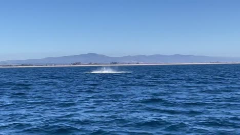whale watching in monterey bay, california