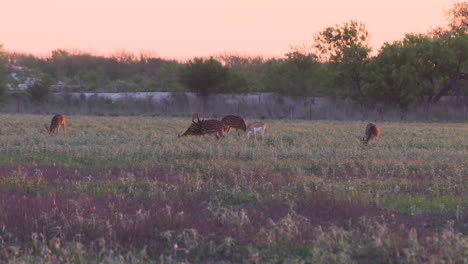 Achsenhirsche-In-Freier-Wildbahn-In-Texas