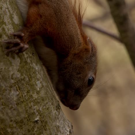 red squirrel standing on the branch