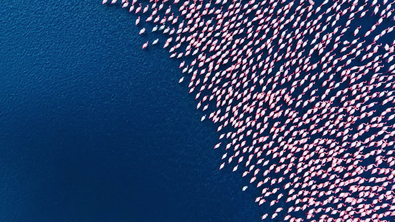 Scatto aereo astratto di un grande gruppo di fenicotteri rosa che nuotano in acque marine di un blu profondo creando un motivo.