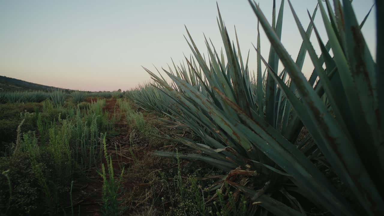 en el tiro de empuje moviéndose más allá de una fila de plantas de agave en un campo