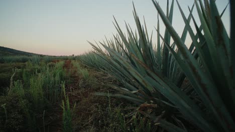 Push-In-Aufnahme,-Die-Sich-An-Einer-Reihe-Von-Agavenpflanzen-Auf-Einem-Feld-Vorbeibewegt