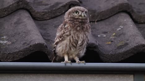 little owl perched in guttering off tiled roof before flying off