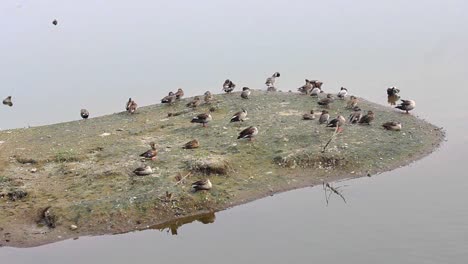 detectar patos con pico y fochas comunes y patos peine isla en el lago i isla de pájaros en el lago archivo de video