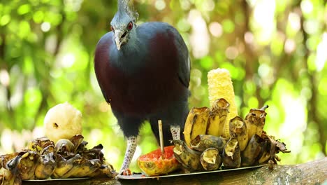 pigeon eating fruit at khao kheow zoo