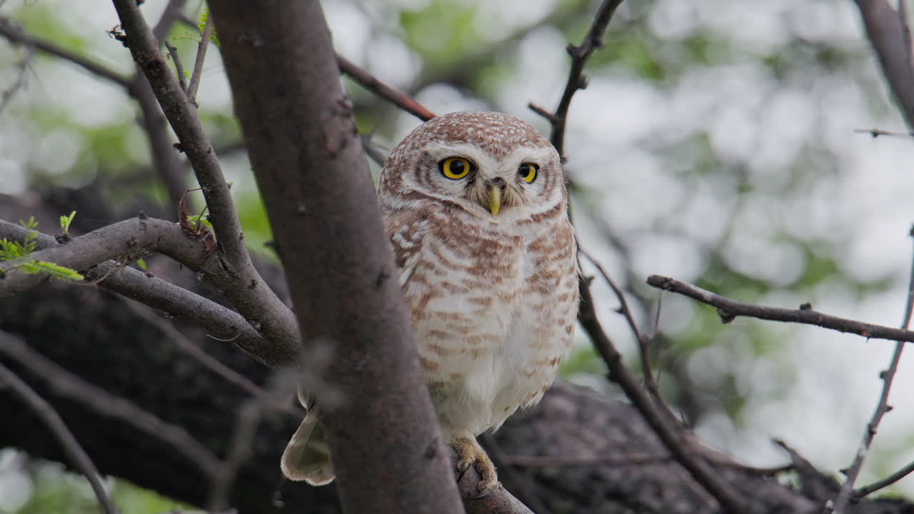 Close up shot of a spotted owlet or Athene brama resting on a tree branch in the forest, keoladeo bird sanctuary, India